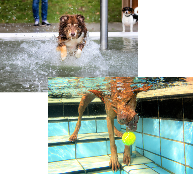 Ein Bild eines Hundes, der unter Wasser einen Ball schnappt sowie in Bild eines im Wasser laufenden Hundes