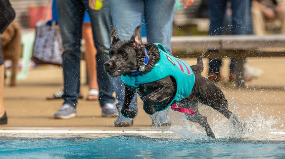 Hundeschwimmen: Ein schwarzer Hund mit blauer Schwimmweste, der ins Wasser springt.